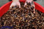 تصاویر) + زندگی عجیب دختر ۹ ساله با هزاران سوسک چندشآور! (